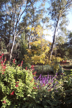 Flowers and Trees