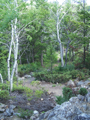 Aspens and winding path